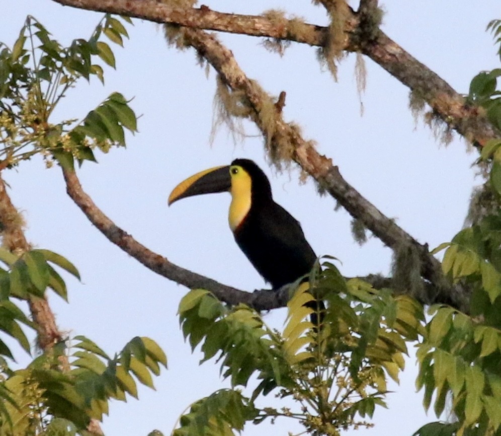 Toucan tocard - ML624999524