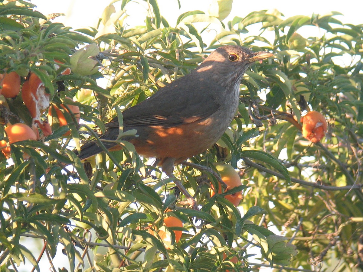 Rufous-bellied Thrush - ML624999554