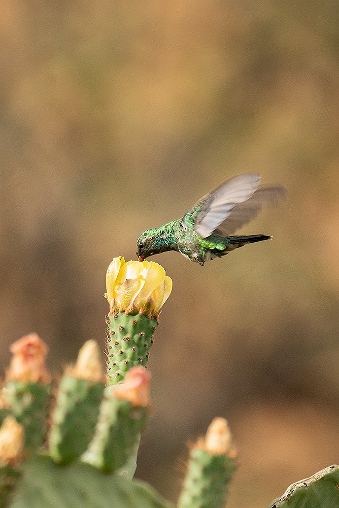 Glittering-bellied Emerald - ML624999557