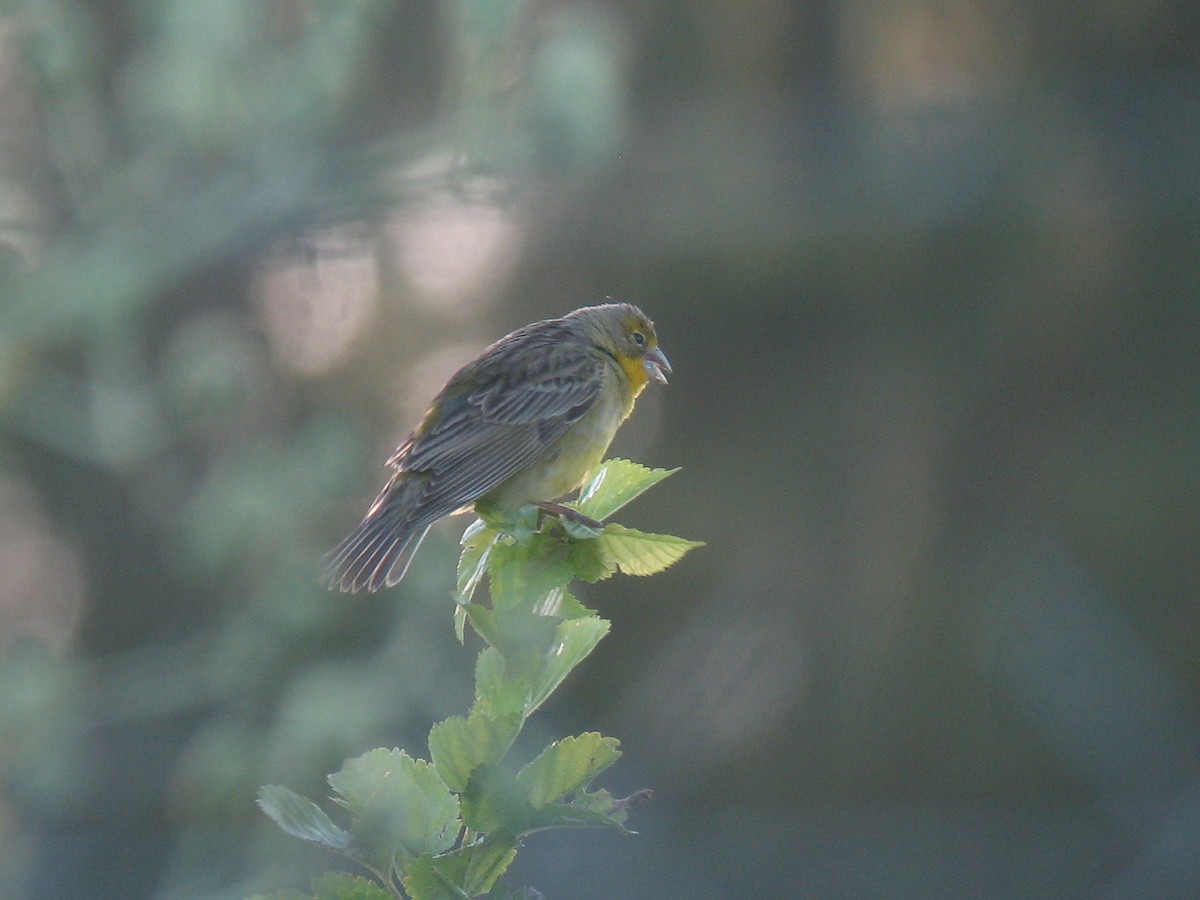 Grassland Yellow-Finch - ML624999577