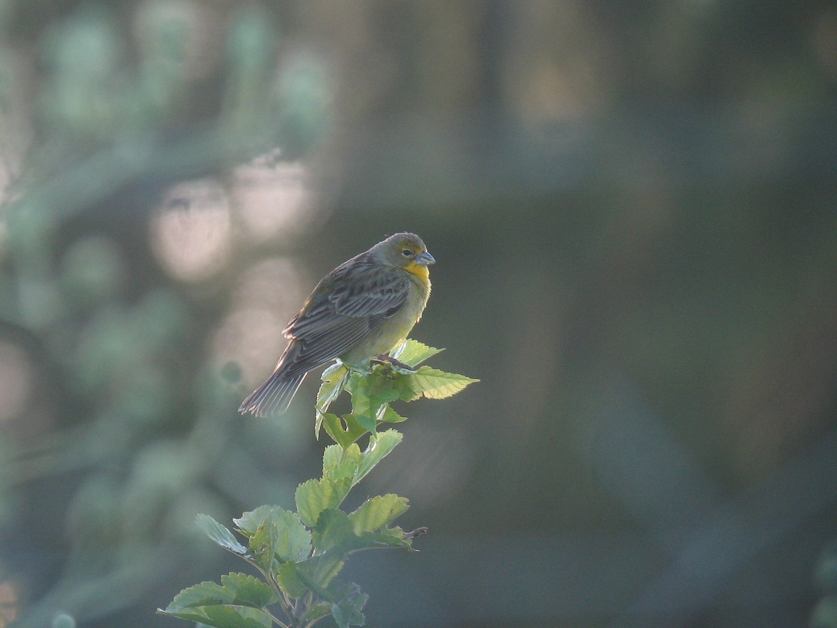 Grassland Yellow-Finch - ML624999578