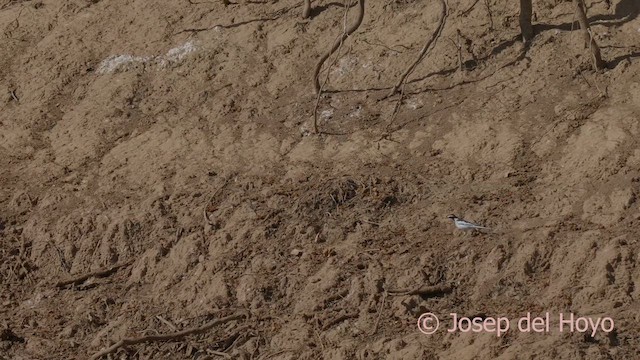 African Pied Wagtail - ML624999584