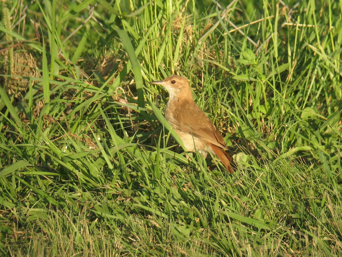 Rufous Hornero - ML624999591