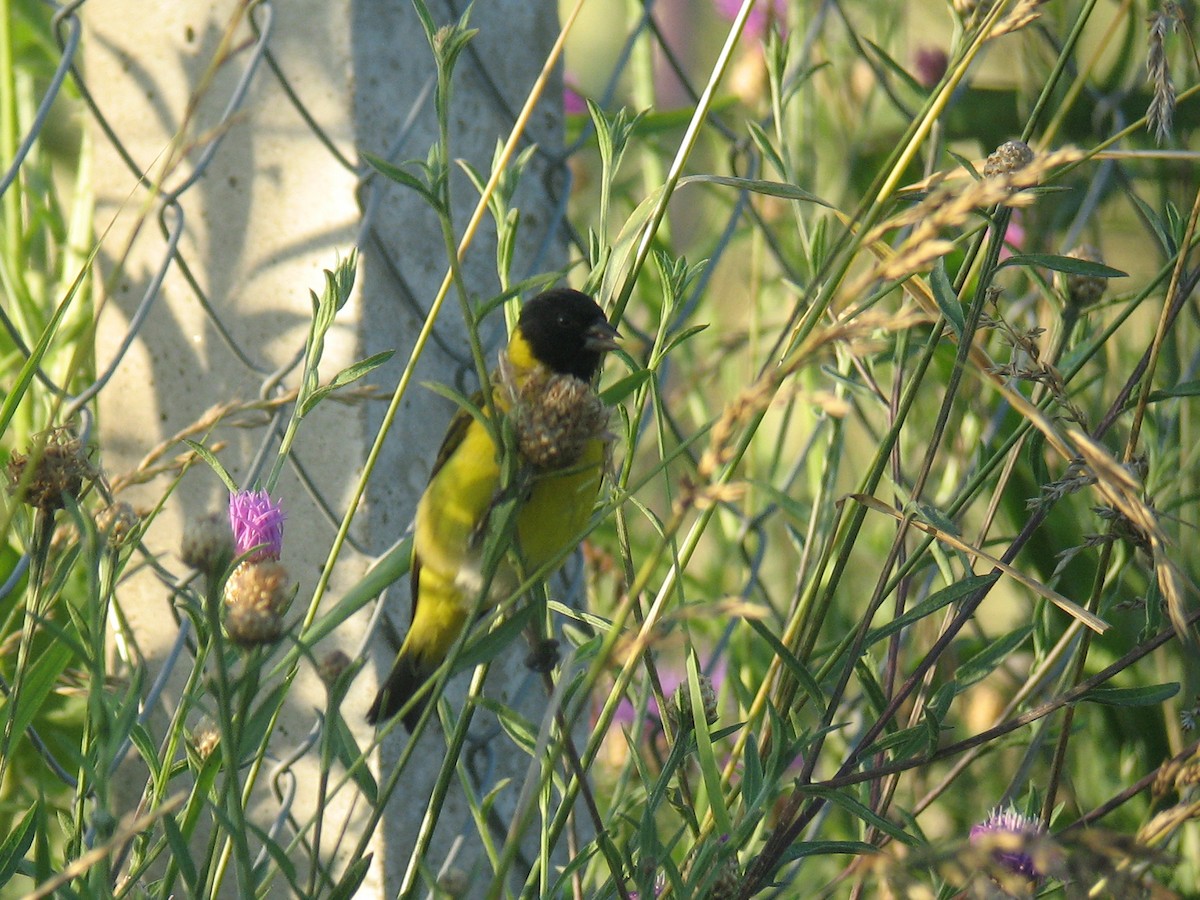 Hooded Siskin - ML624999598