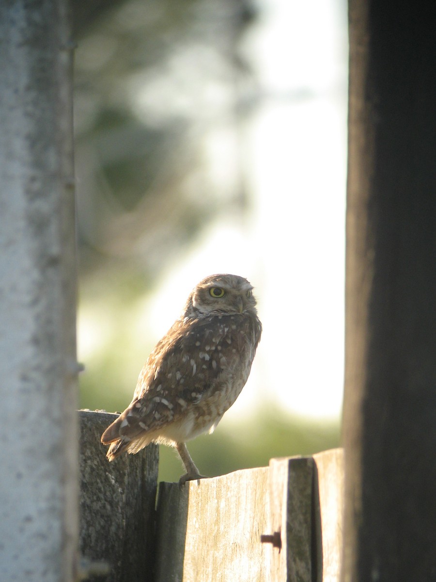 Burrowing Owl - ML624999610