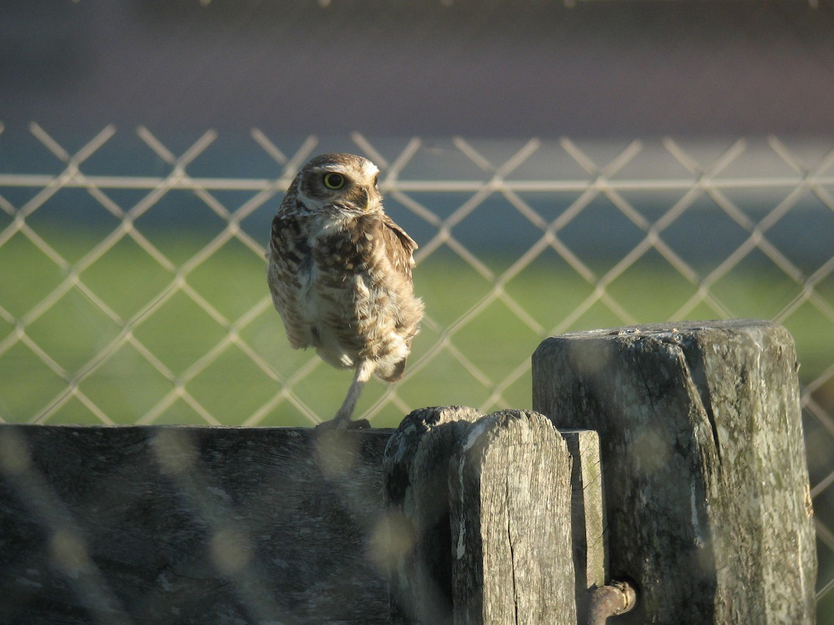 Burrowing Owl - ML624999611