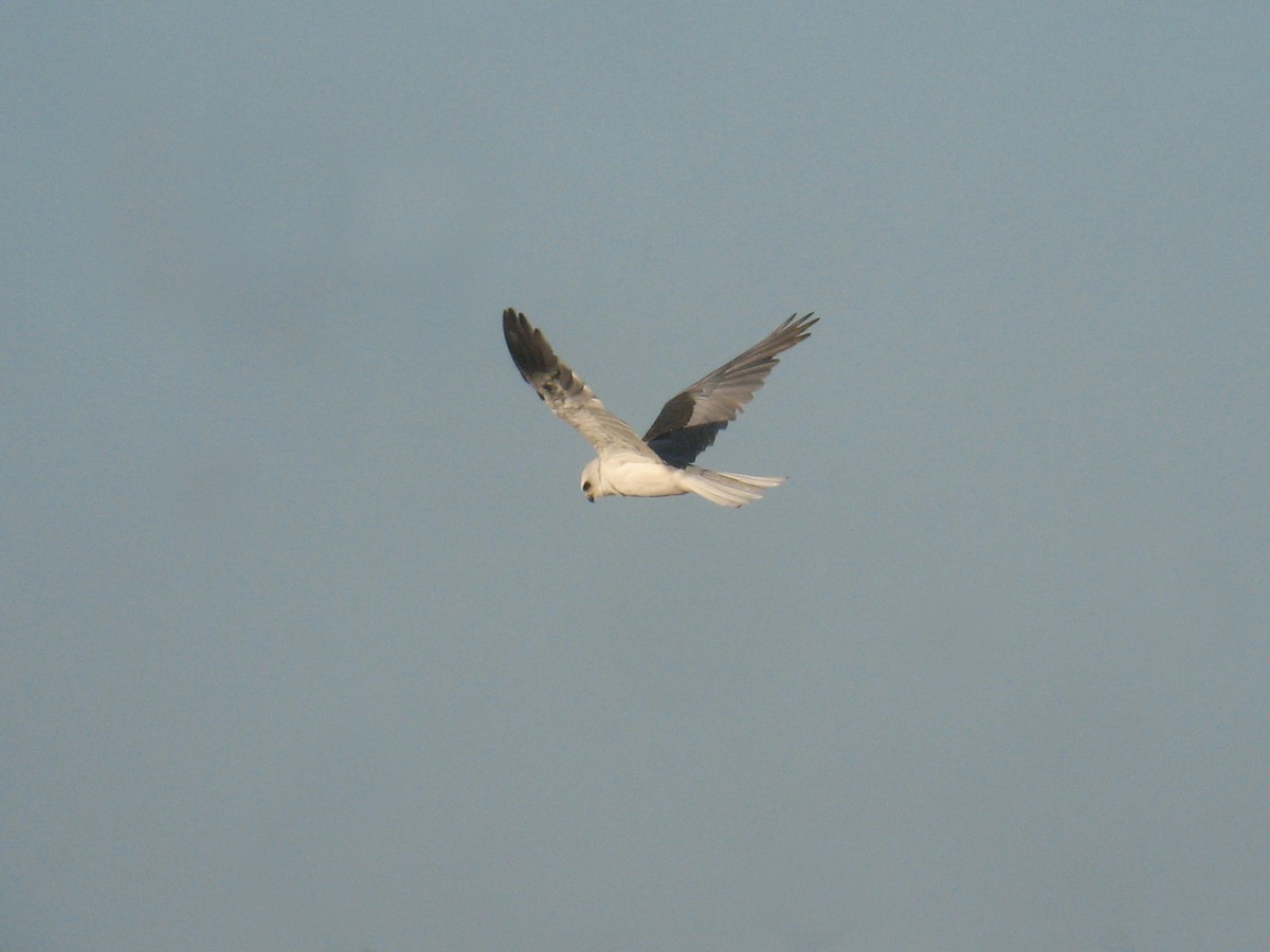 White-tailed Kite - ML624999619