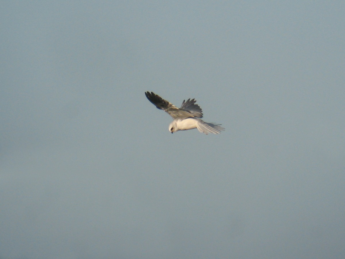 White-tailed Kite - ML624999620