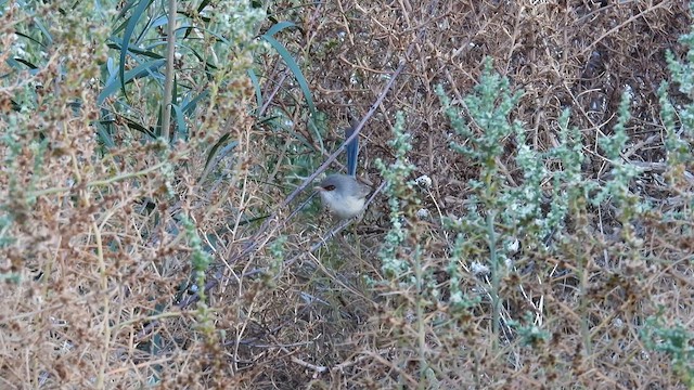 Purple-backed Fairywren (Purple-backed) - ML624999628