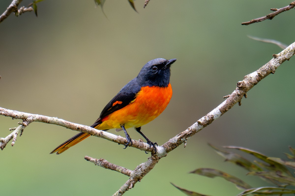 Small Minivet - ML624999679