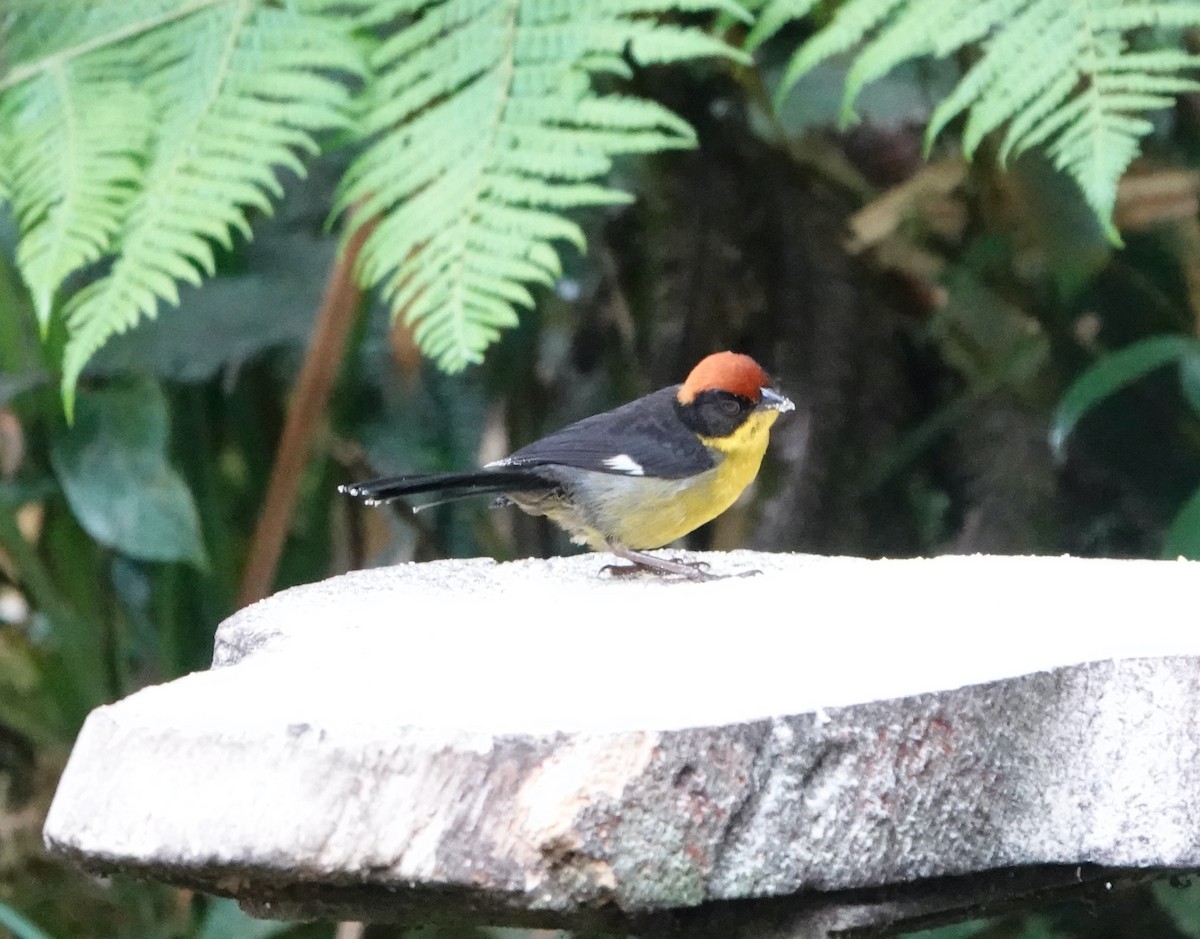 Yellow-breasted Brushfinch - ML624999725