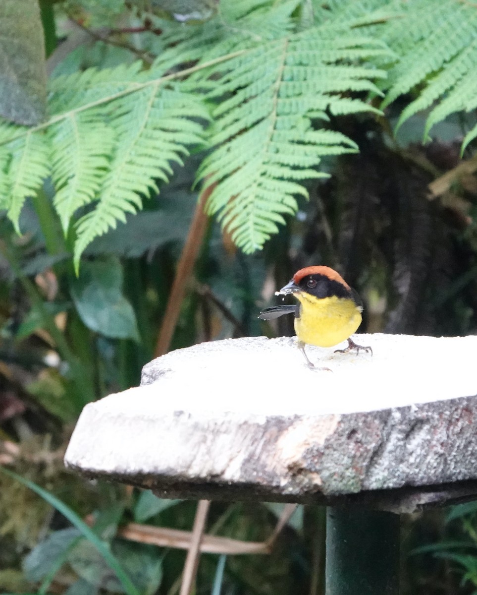 Yellow-breasted Brushfinch - ML624999726