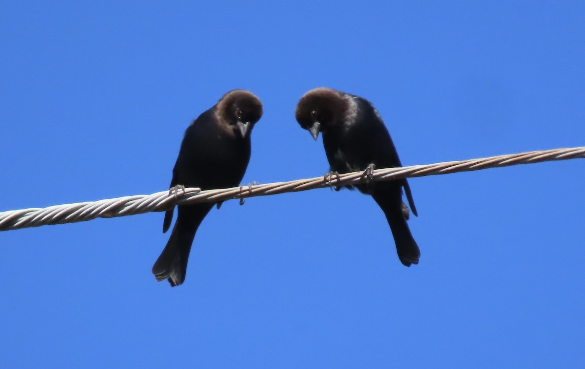 Brown-headed Cowbird - ML624999727