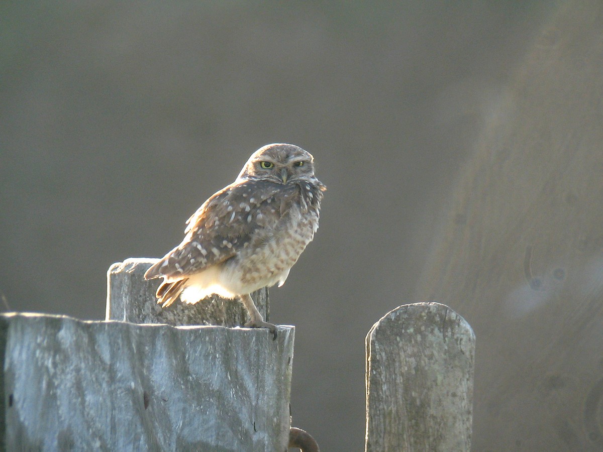 Burrowing Owl - ML624999748