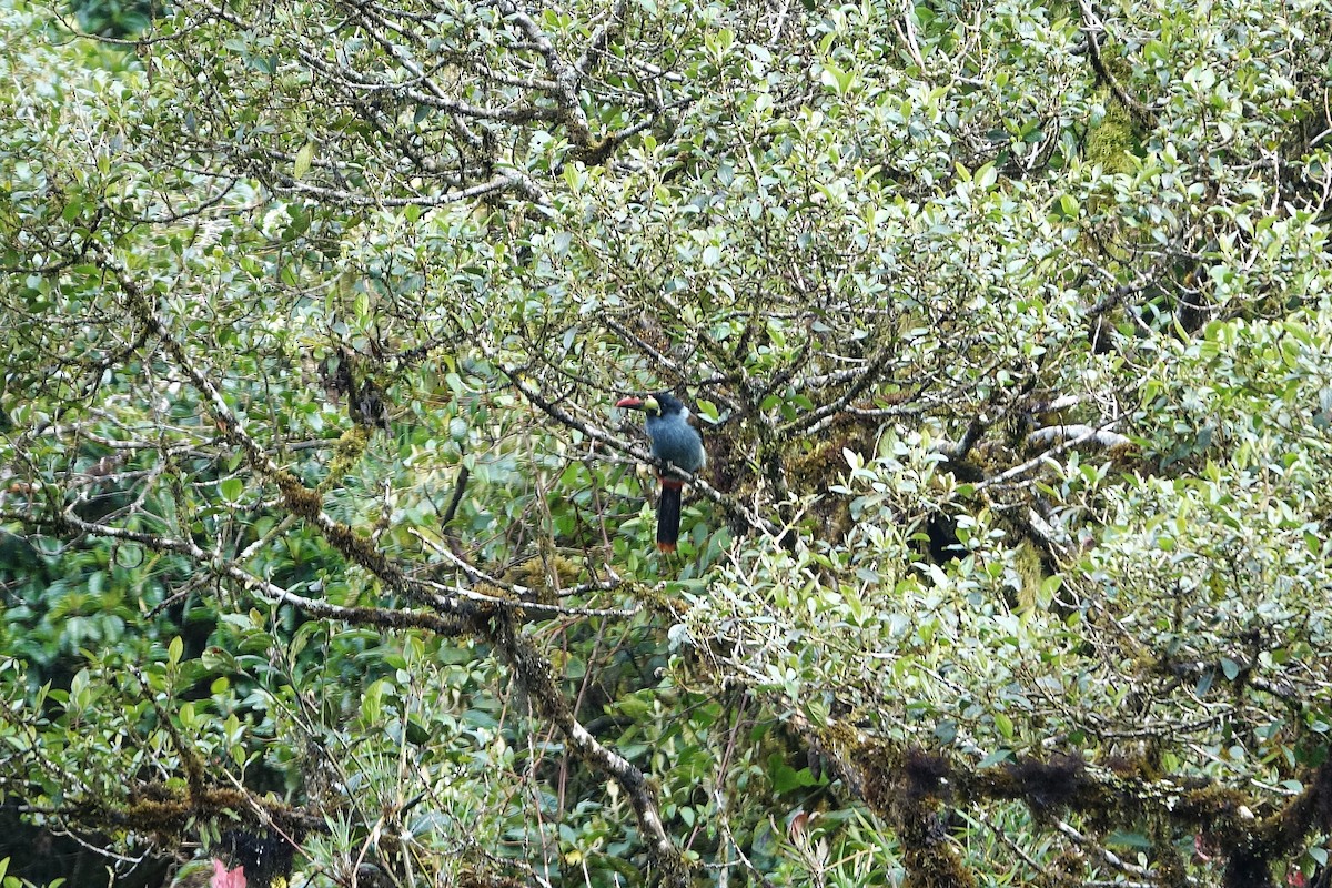 Gray-breasted Mountain-Toucan - ML624999767