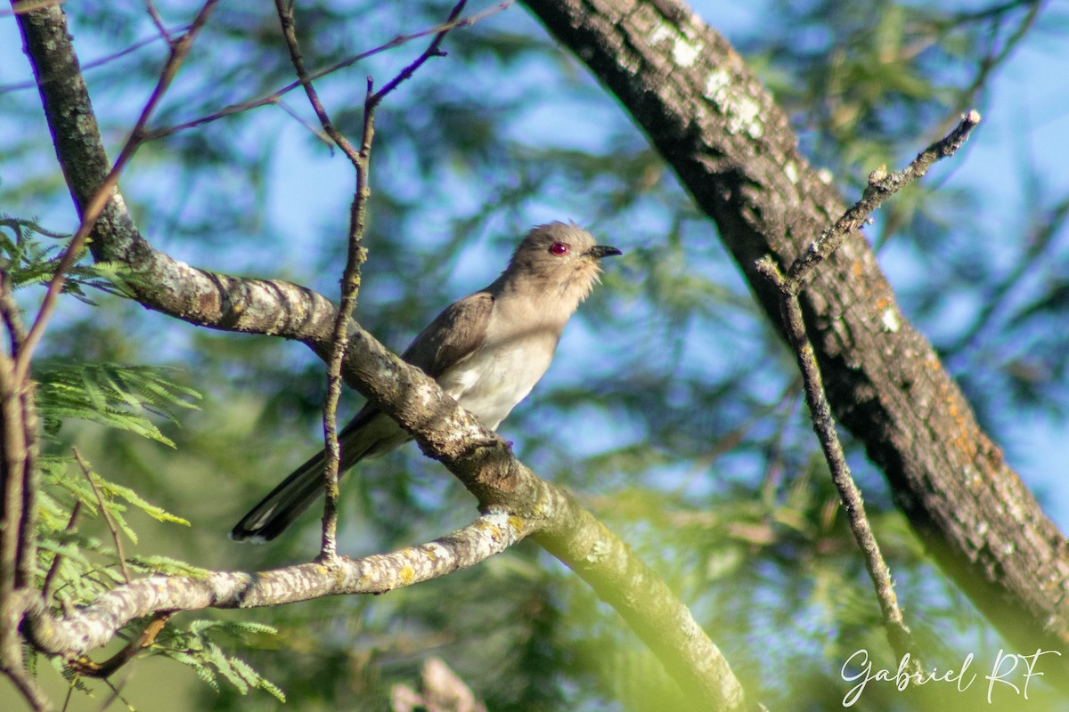 Ash-colored Cuckoo - ML624999804