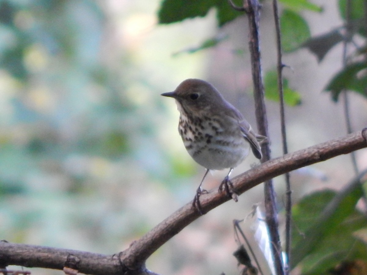 Hermit Thrush - ML624999824
