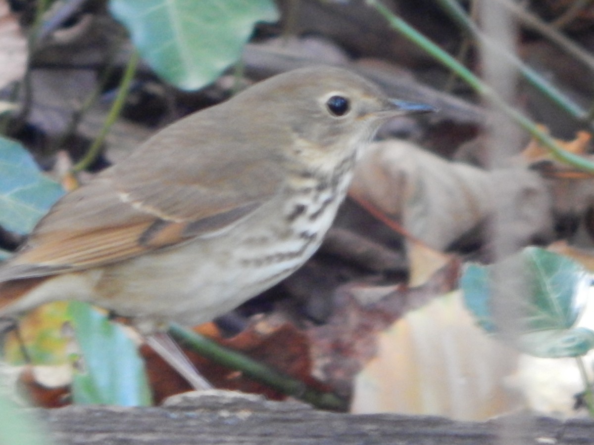 Hermit Thrush - ML624999825