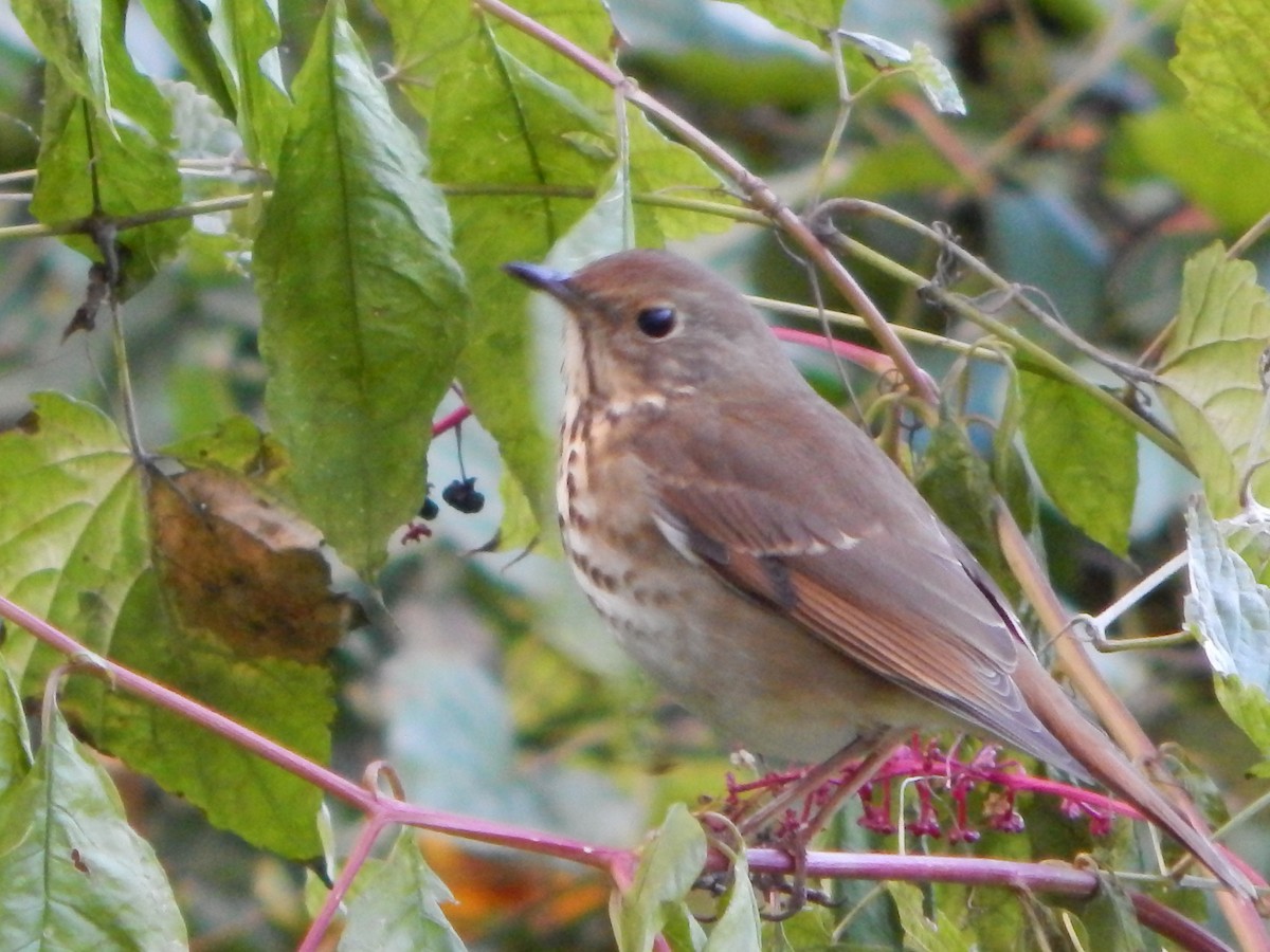 Hermit Thrush - ML624999826