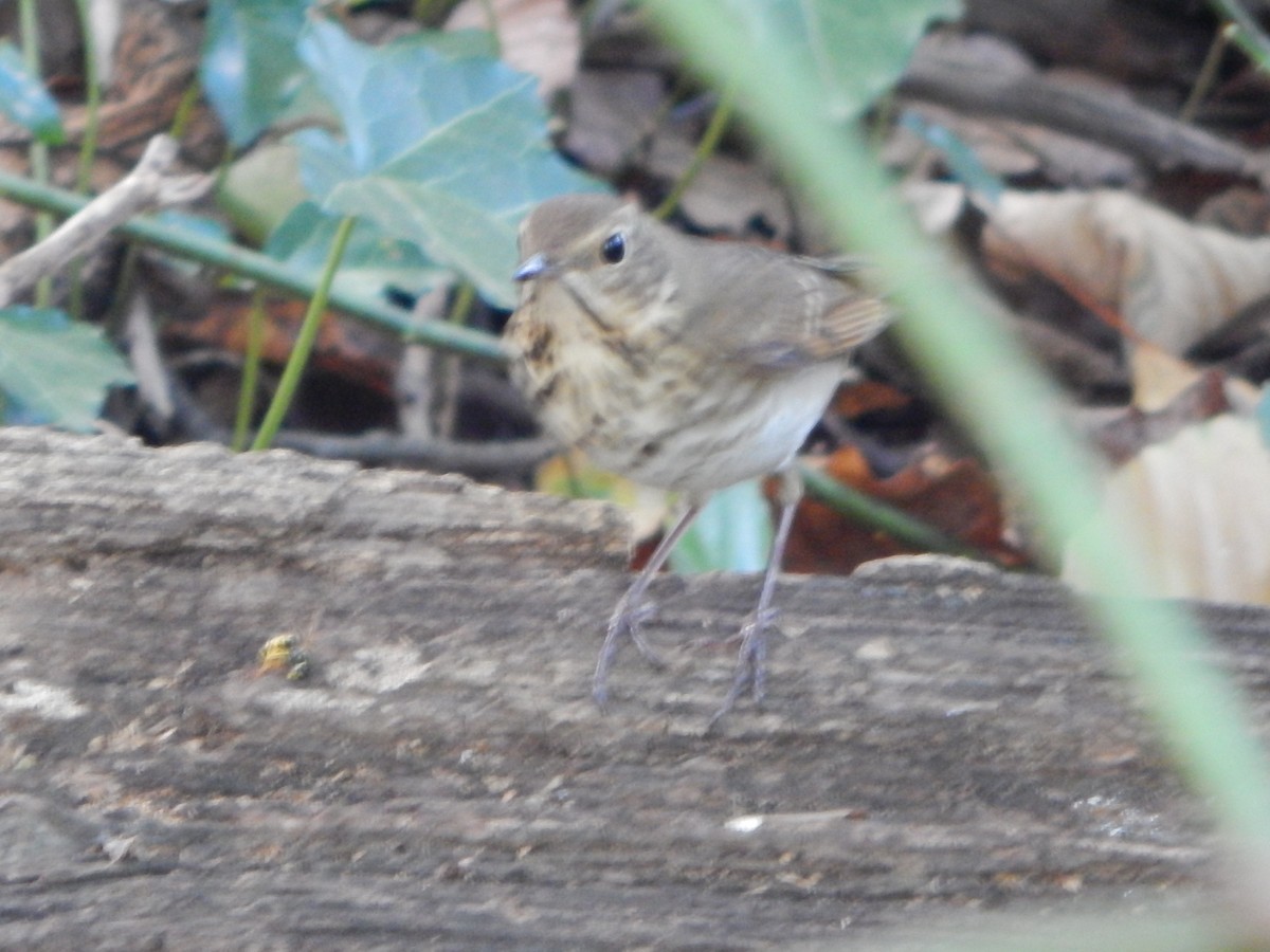 Hermit Thrush - ML624999827