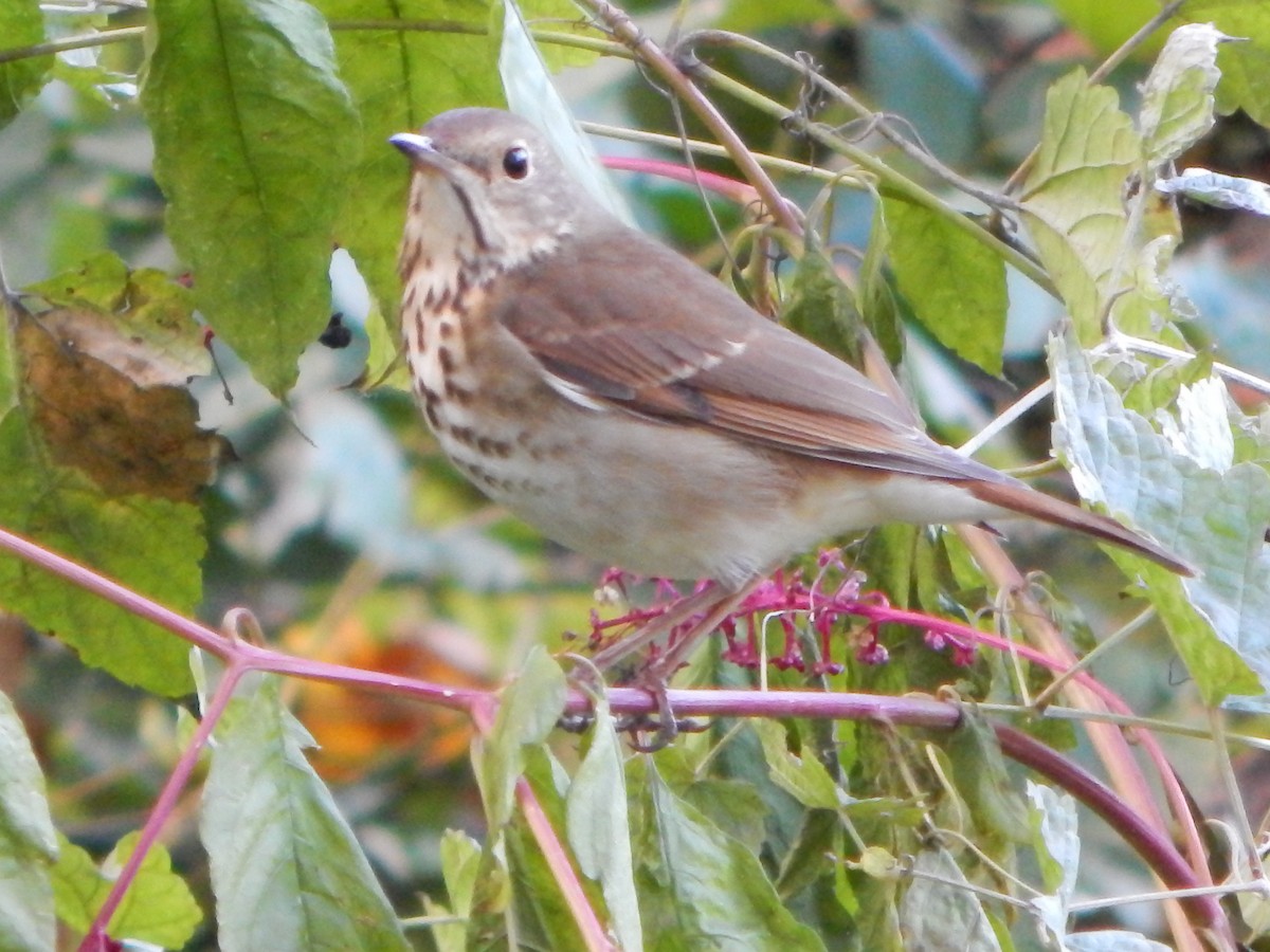 Hermit Thrush - ML624999828