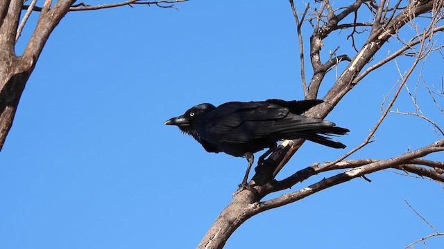 Little Crow - ML624999864