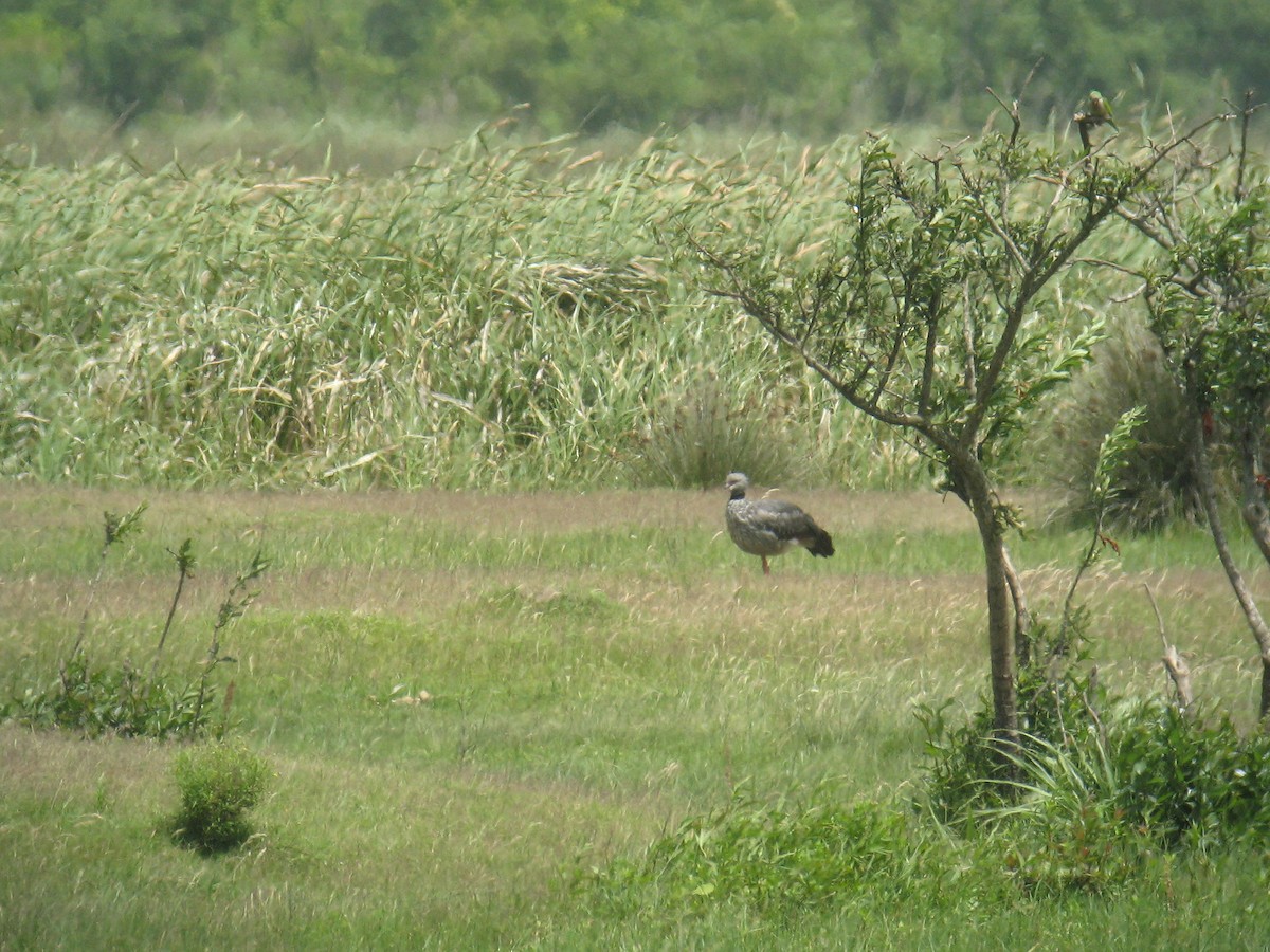 Southern Screamer - ML624999909