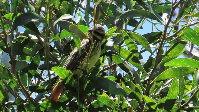 Sulphur-bellied Flycatcher - ML624999910