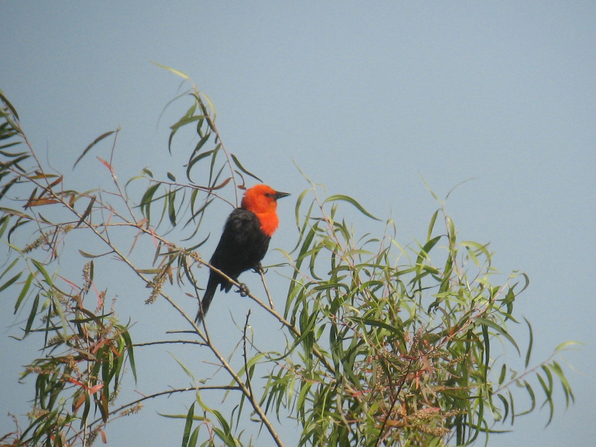 Scarlet-headed Blackbird - ML624999913