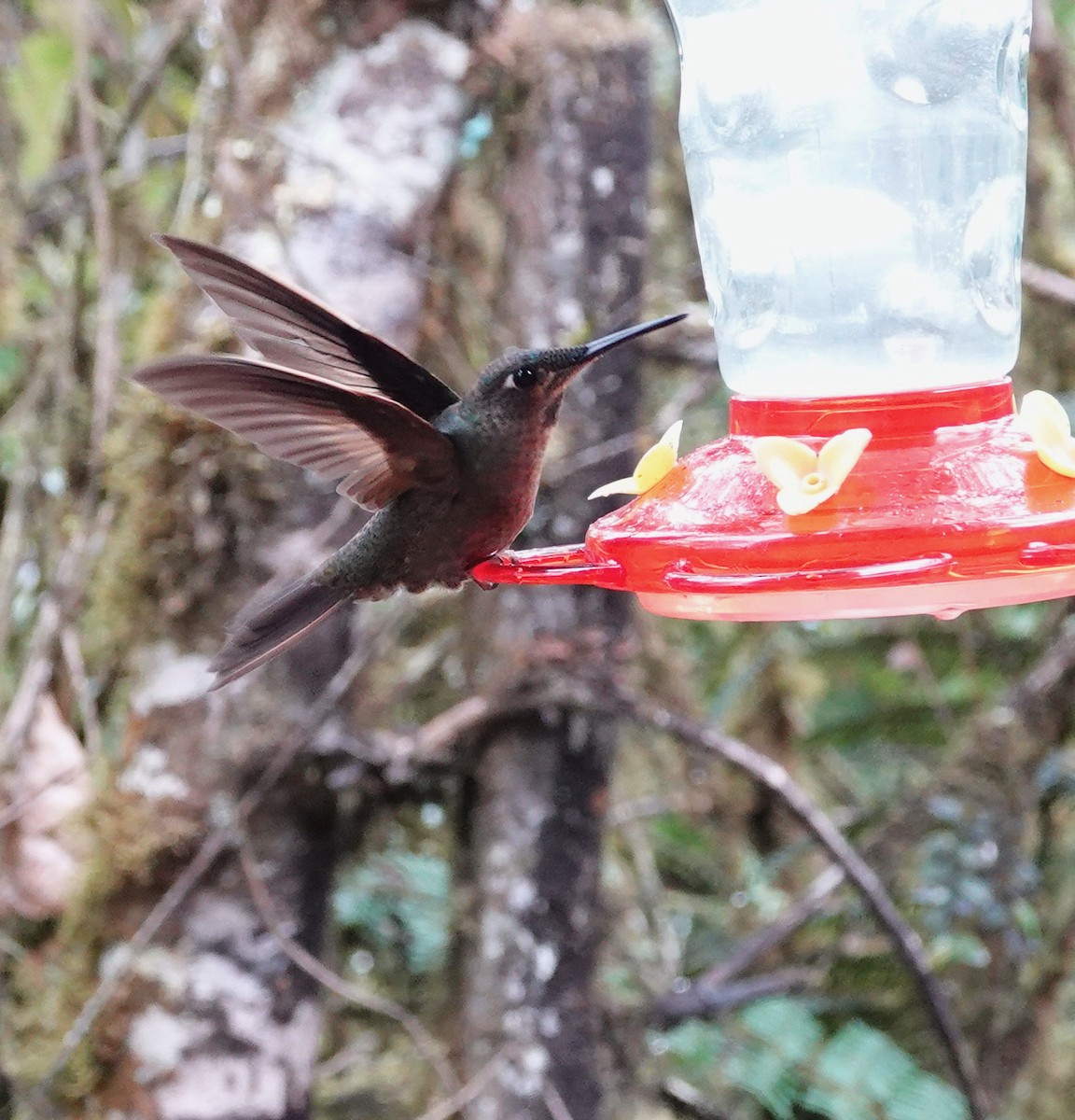 Fawn-breasted Brilliant - ML624999998