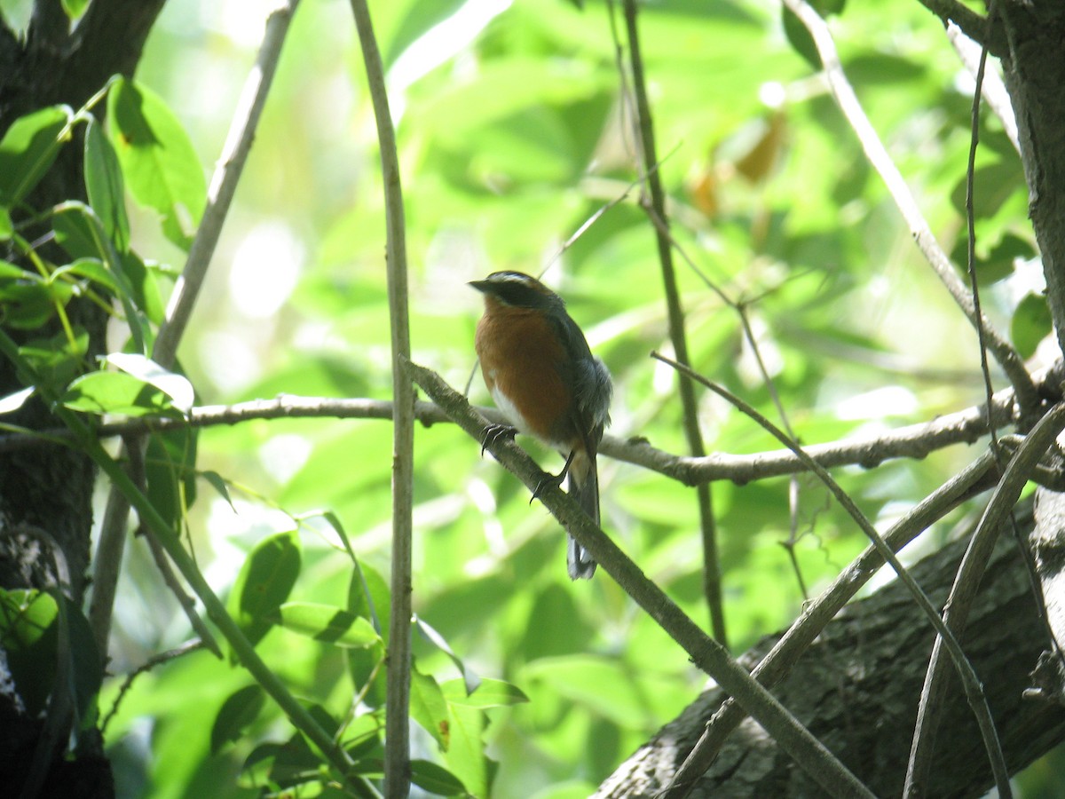 Black-and-rufous Warbling Finch - ML625000001