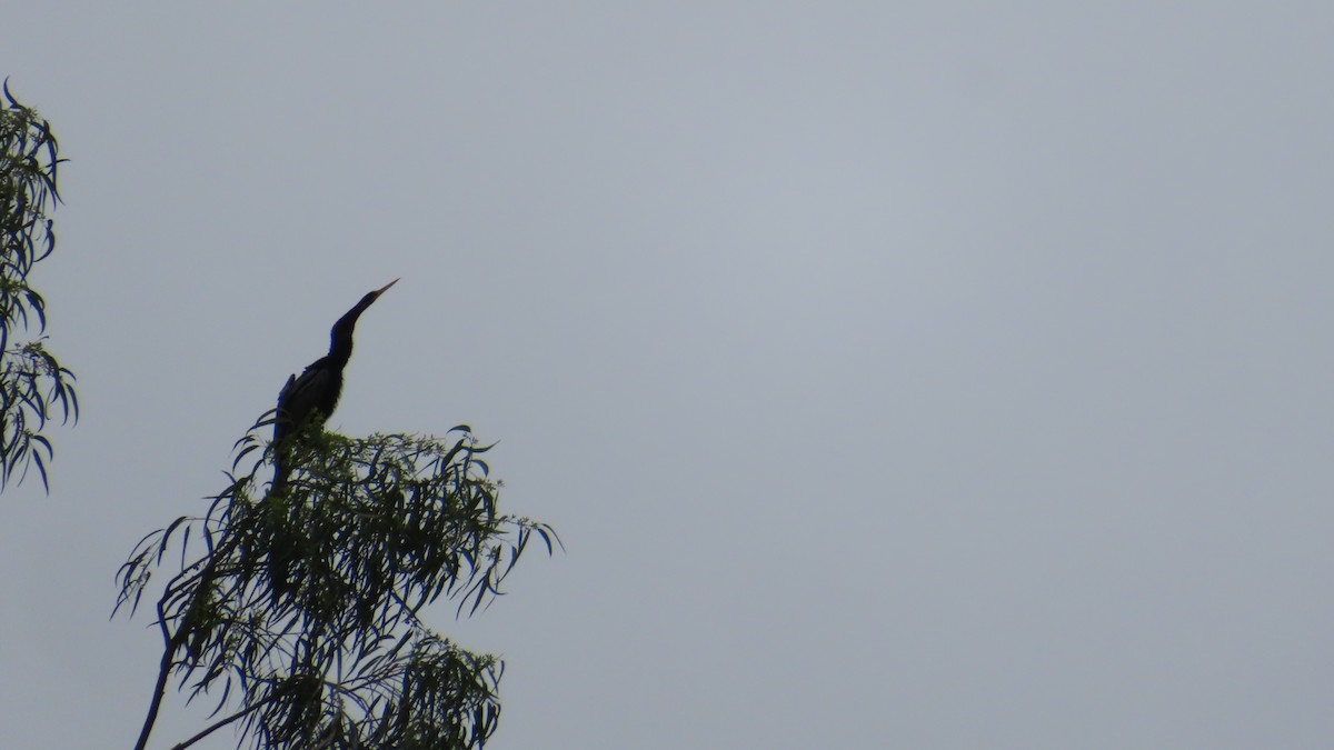 Oriental Darter - ML625000180