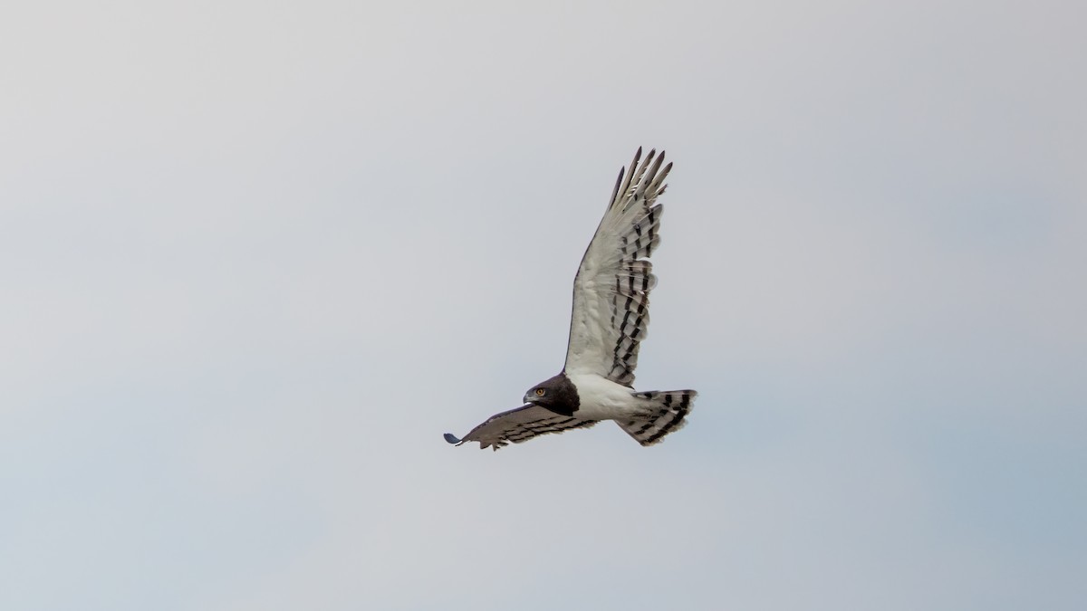 Black-chested Snake-Eagle - Martti Siponen