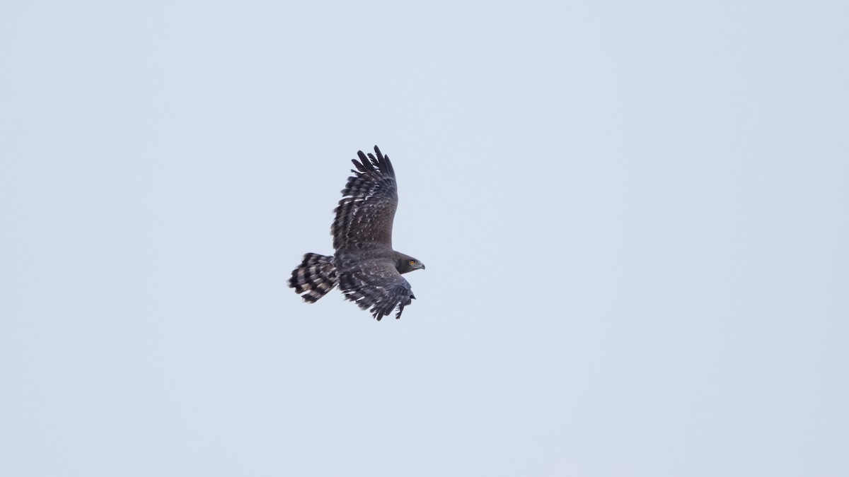 Black-chested Snake-Eagle - ML625000183