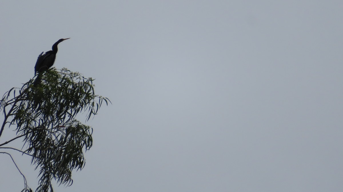 Oriental Darter - ML625000188