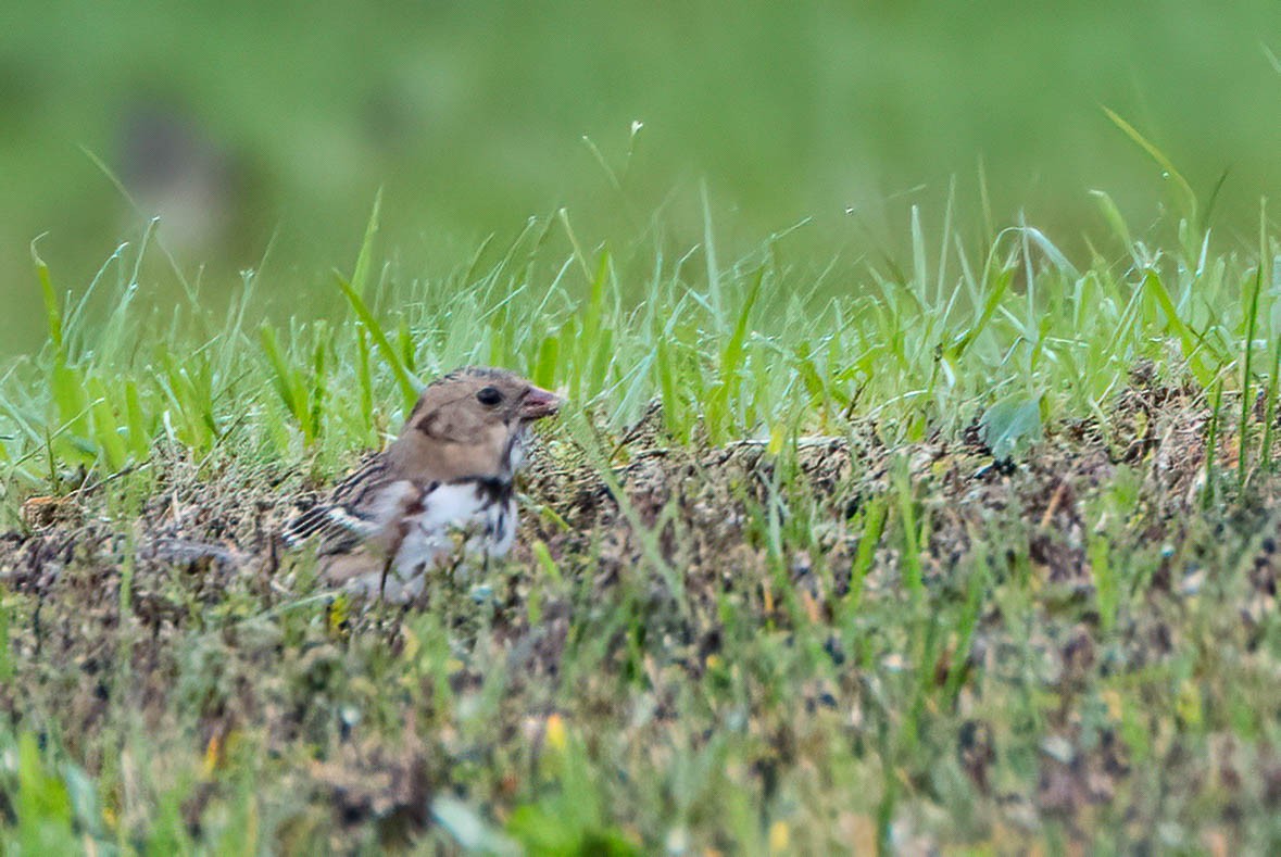 Harris's Sparrow - ML625000215