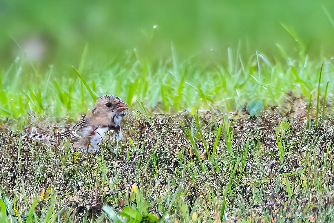 Harris's Sparrow - ML625000216