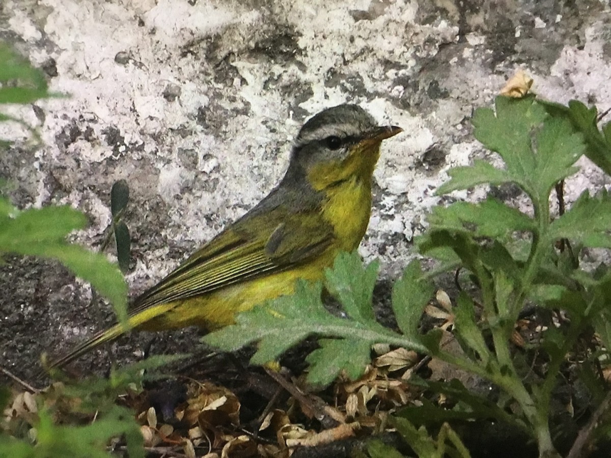 Gray-hooded Warbler - ML625000350