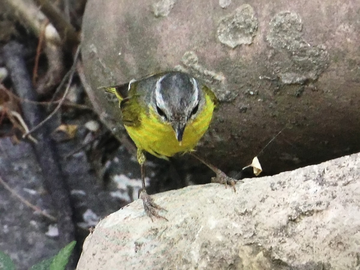 Gray-hooded Warbler - ML625000365