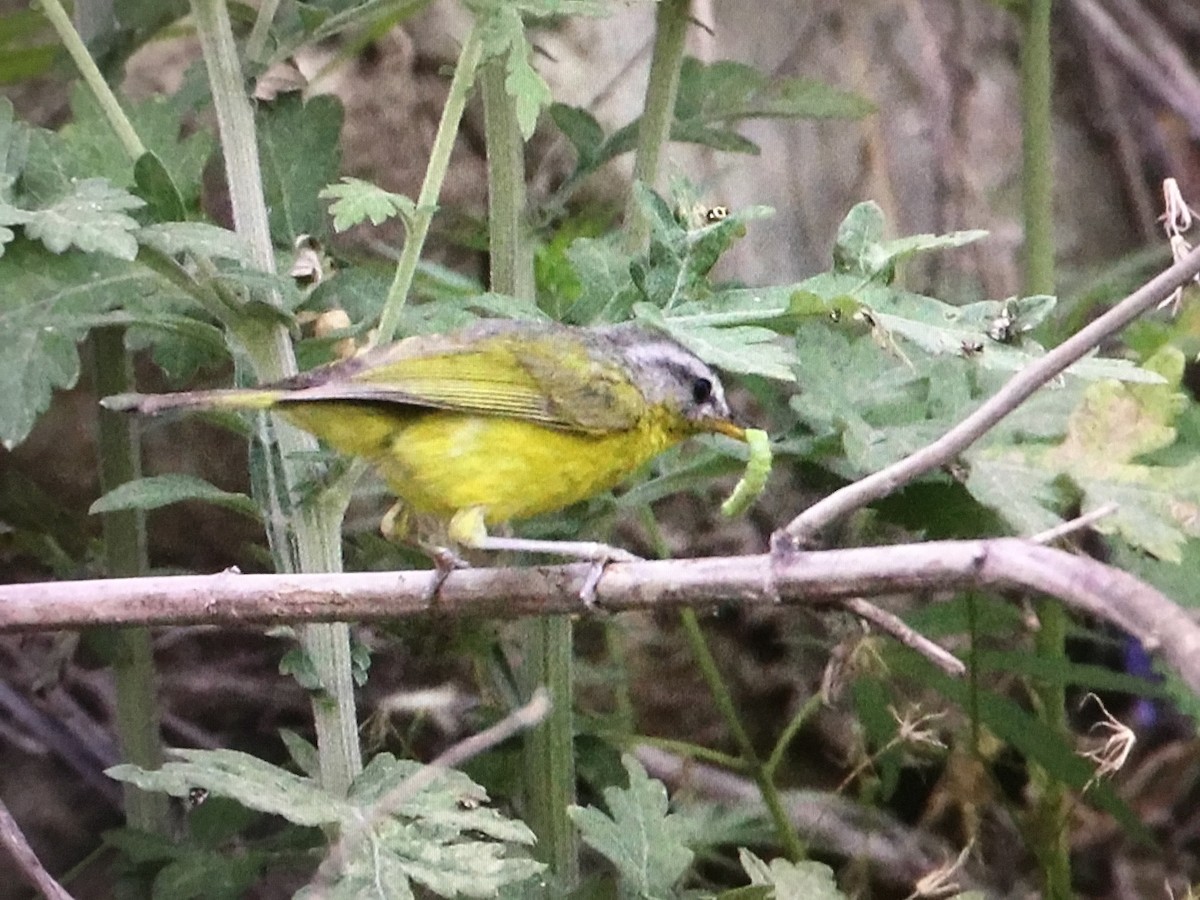 Gray-hooded Warbler - ML625000422