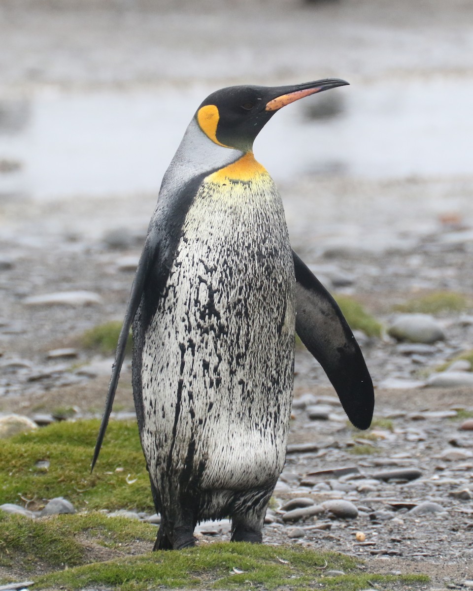 King Penguin - ML625000459