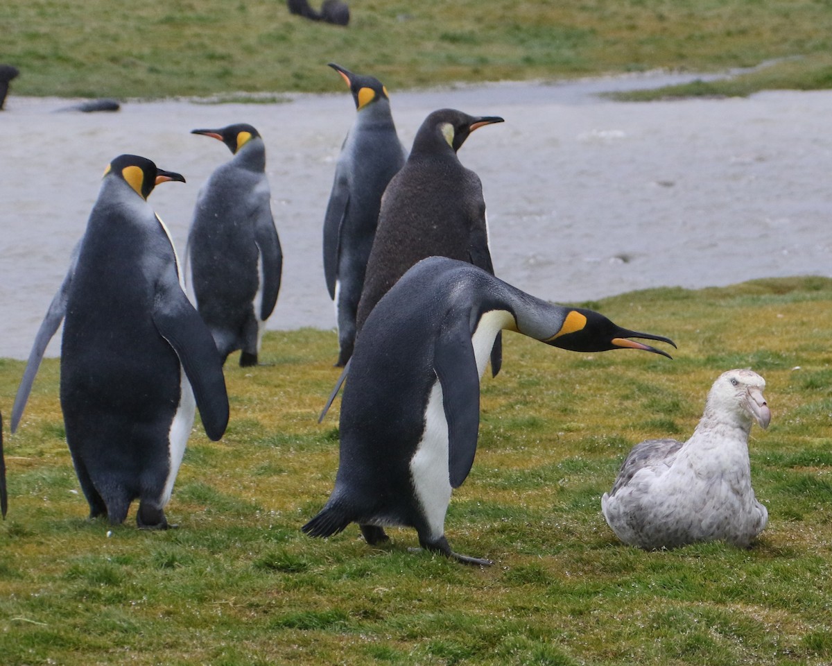 King Penguin - ML625000460