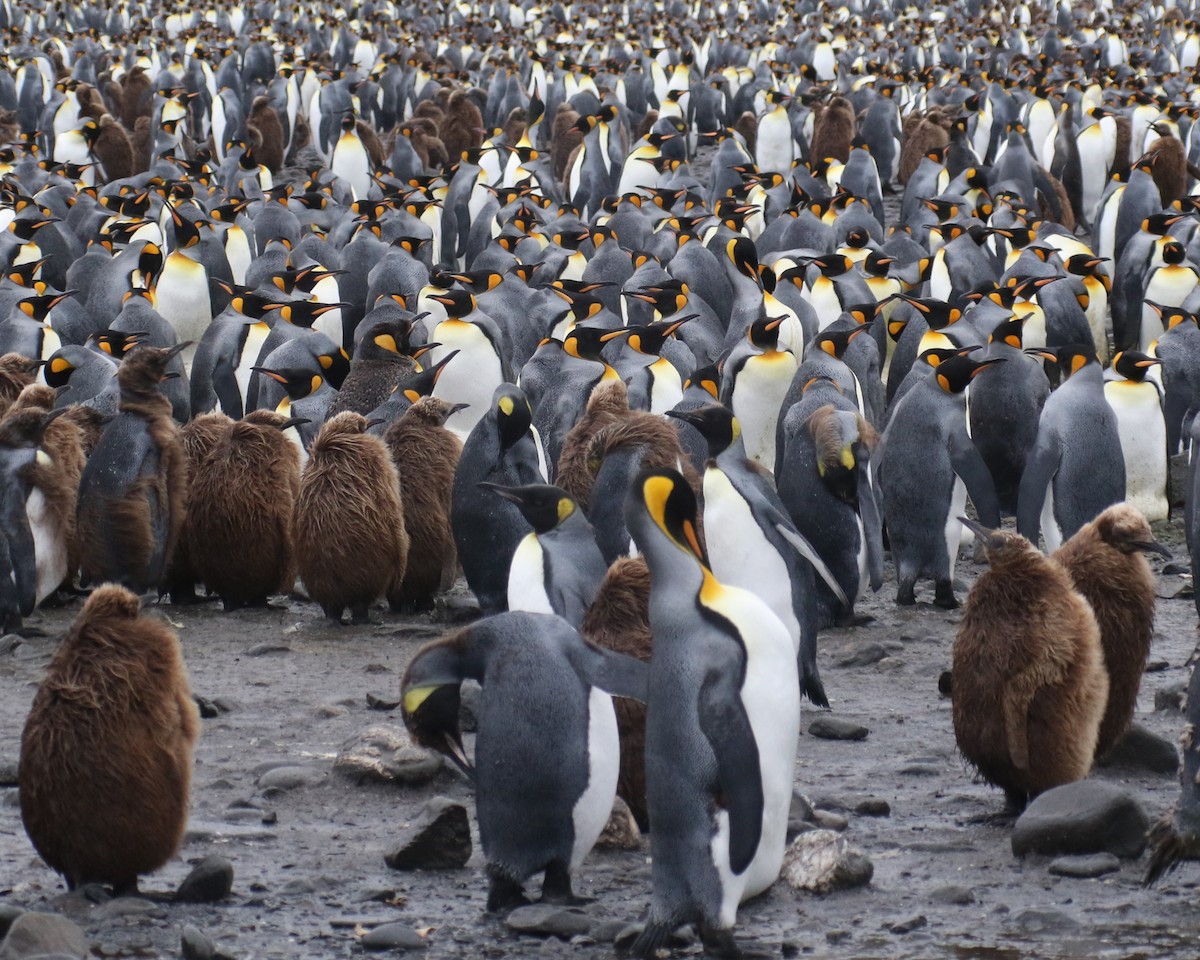 King Penguin - ML625000461