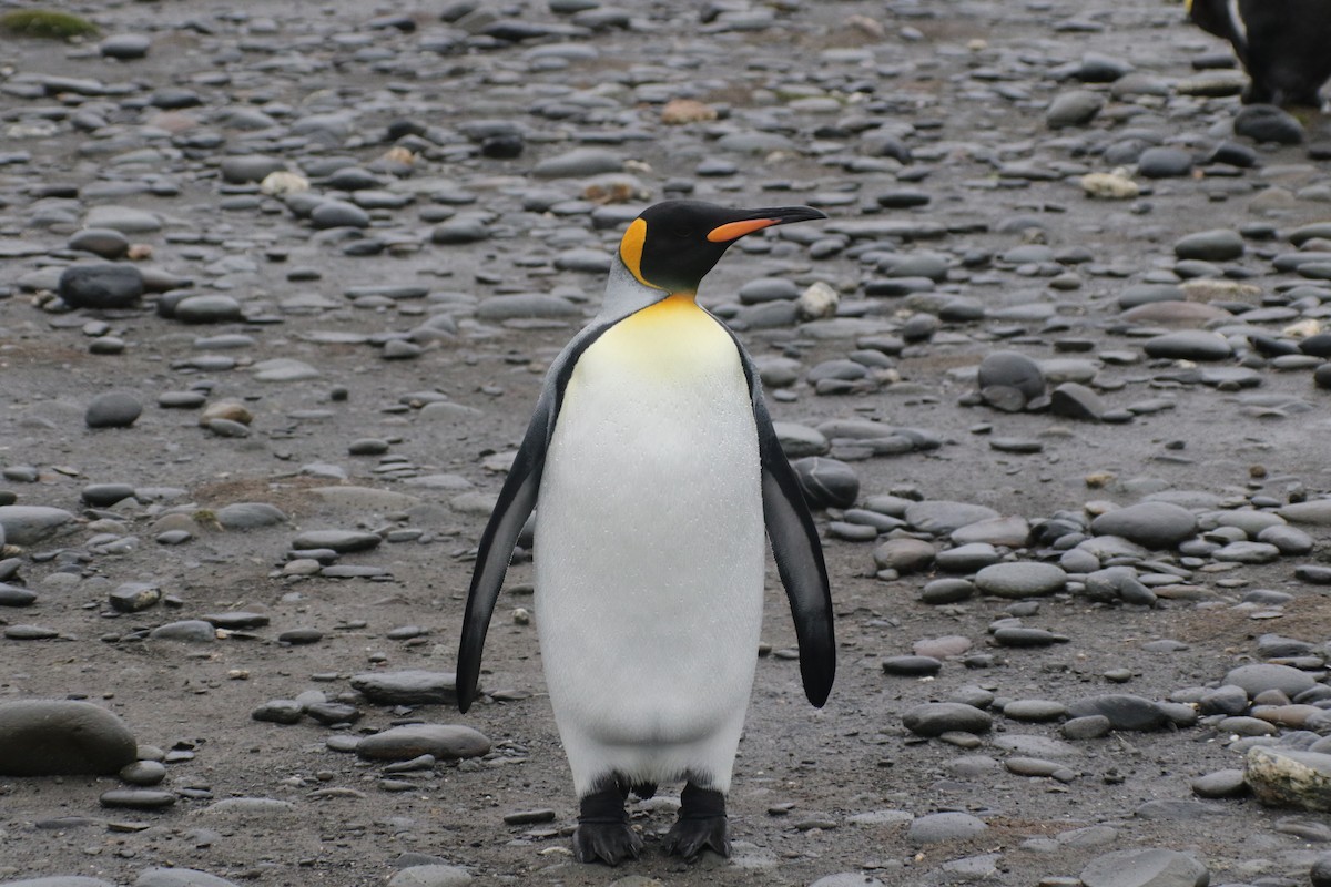 King Penguin - ML625000464