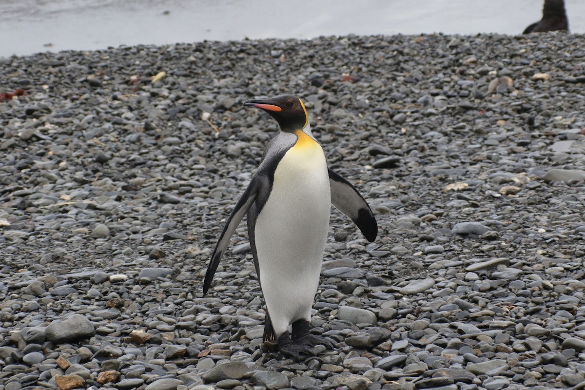 King Penguin - ML625000465