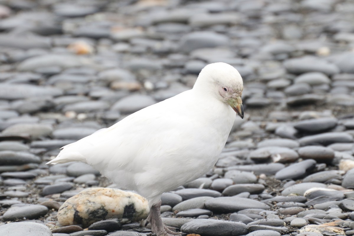 Snowy Sheathbill - ML625000540