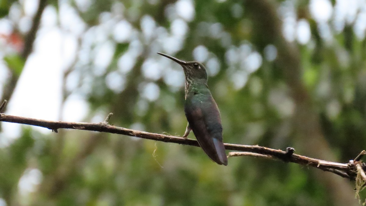 Many-spotted Hummingbird - ML625000641