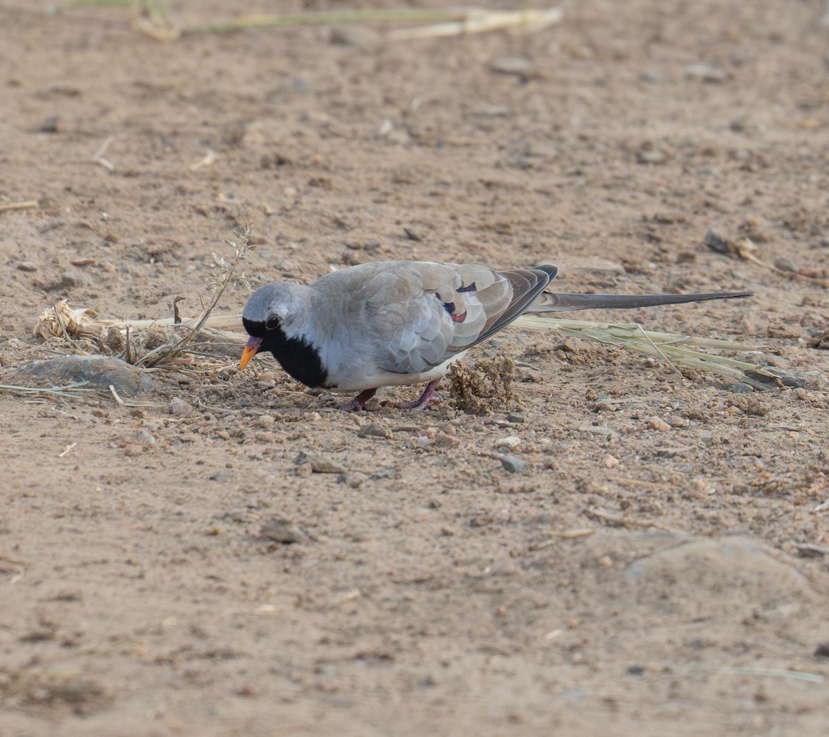 Namaqua Dove - ML625000845