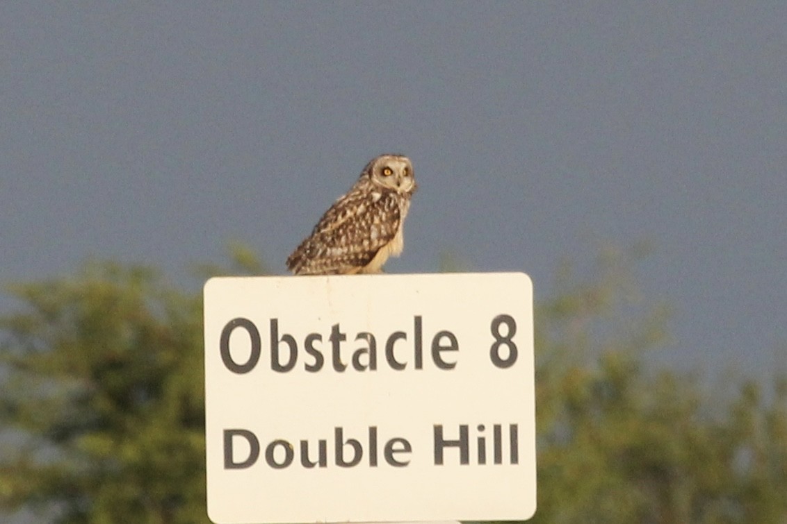 Short-eared Owl (Northern) - ML625000903