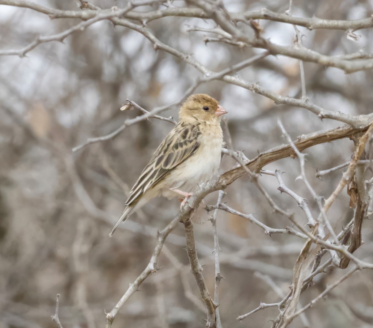 Straw-tailed Whydah - ML625000954